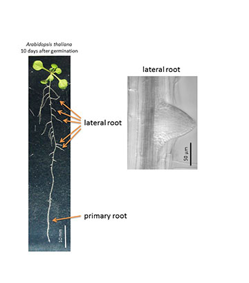 lateral roots arabidopsis imaging root grow plants kobe plant reveals thaliana uses method 3d