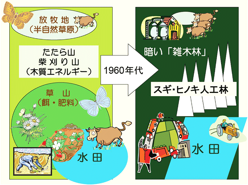 日本の里山景観は1960年代以降に大きく変化し、二次的自然に依存していた生物種の多くが衰退した（前藤）。