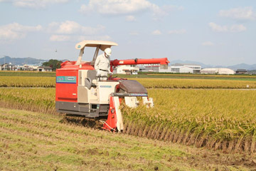 附属病院の患者食に食資源教育研究センター産のお米を使用