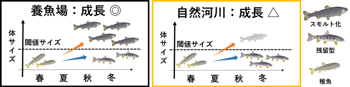 河川に放流されたアマゴ稚魚はサツキマスになれない Research At Kobe