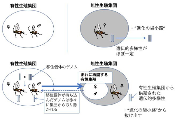 メスだけのクローンは“進化の袋小路”からどうやって抜け出しているのか