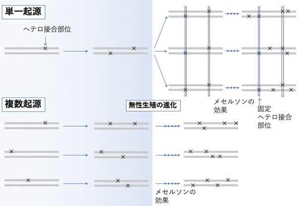 メスだけのクローンは 進化の袋小路 からどうやって抜け出しているのか ゲノム規模の解析から明らかになった寄生蜂の無性生殖の進化と維持機構 Research At Kobe