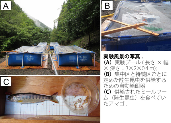 森から川へ陸生動物が落ちてくる季節の長さが川の生態系を変える Research At Kobe