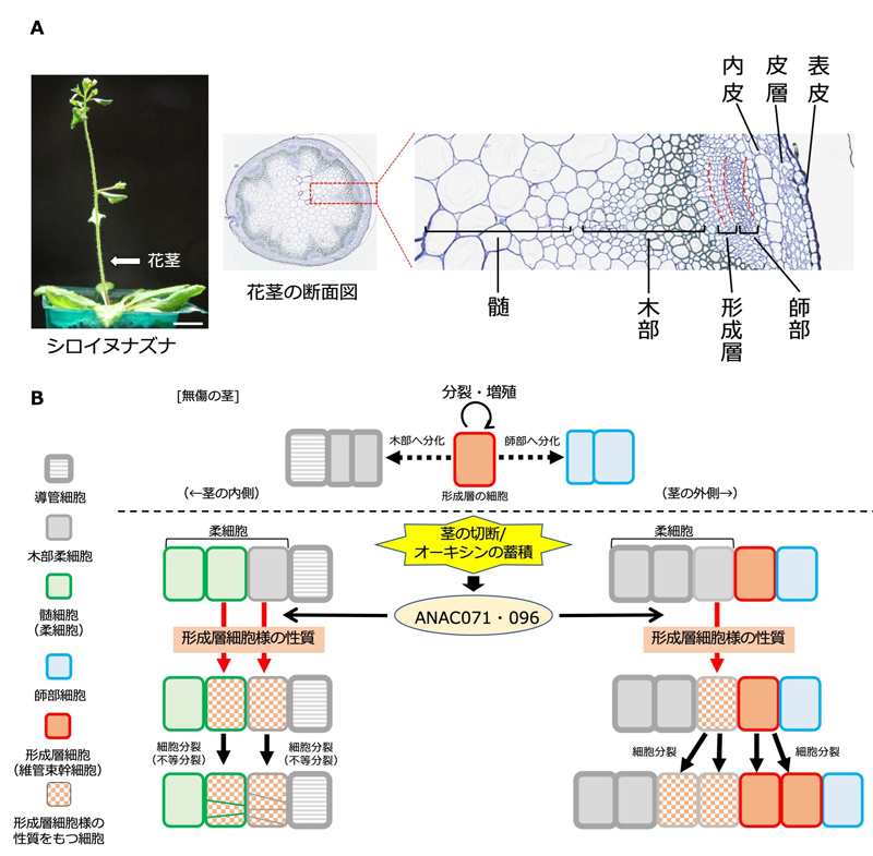 植物が持つ高い自己治癒力の仕組みを解明 移動できない植物が獲得した巧みな生存戦略 Research At Kobe
