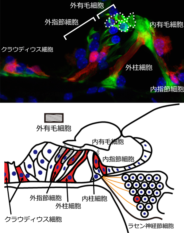 内耳蝸牛由来の活性酸素が加齢 騒音などによる難聴を引き起こす 世界初の難聴治療薬開発へ道 Research At Kobe