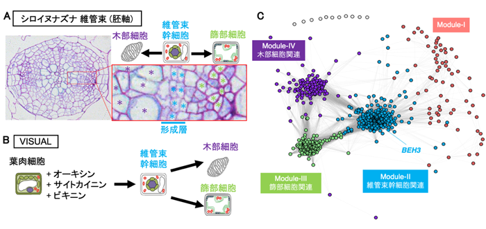 植物が幹細胞を永続的に維持できる新しいしくみ 転写因子ファミリー内の競合関係 Research At Kobe