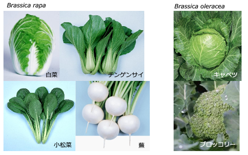 アブラナ 科 以外 の 野菜