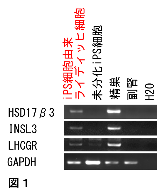 勃起不全のためのグミベア