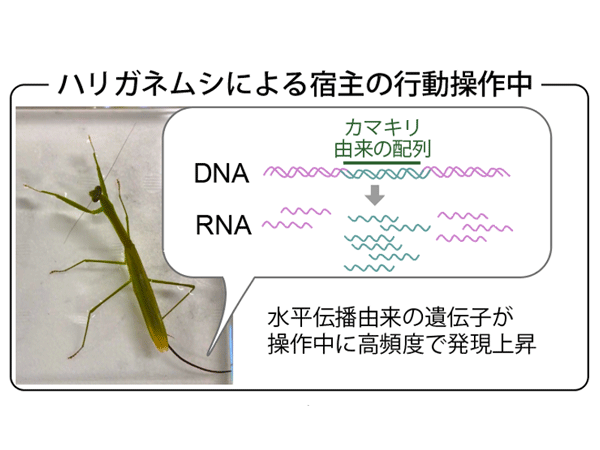 Research at Kobe