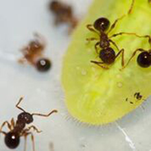 うまい話には罠がある シジミチョウの幼虫がアリを操っていることを発見 Research At Kobe