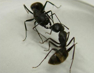 アリのコミュニケーション 触角に秘密 Research At Kobe