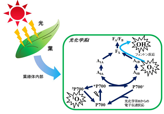 植物が枯れるメカニズムを解明 Research At Kobe