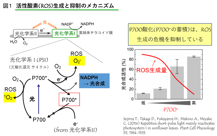 植物が酸化障害を防ぐメカニズムを解明 Research At Kobe