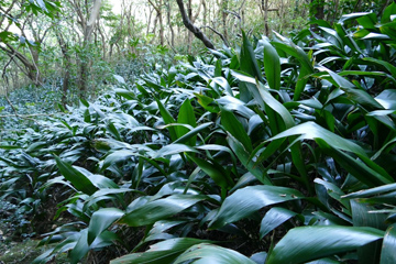 キノコに擬態し虫を誘惑 世界で最も変わった花 の花粉の本当の運び手を解明 Research At Kobe