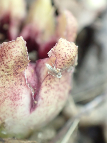 キノコに擬態し虫を誘惑 世界で最も変わった花 の花粉の本当の運び手を解明 Research At Kobe