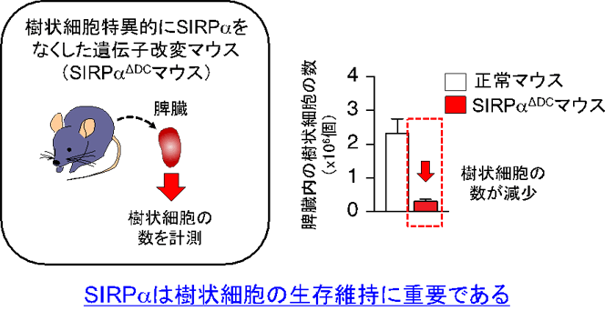 脾臓 の 役割