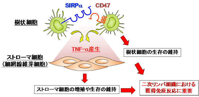 樹状細胞がリンパ組織を作る仕組みを発見 新しいリウマチ治療薬への応用 Research At Kobe
