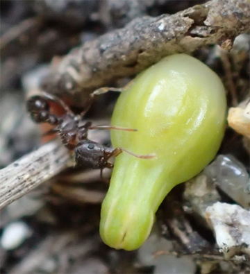 光合成をやめた植物3種の種子の運び手をカマドウマと特定 風も鳥も哺乳類も手助けしない植物の種まき方法 Research At Kobe