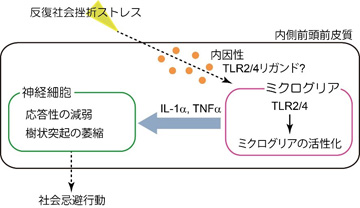 うつ病における脳内炎症の役割の一端を解明 Research At Kobe