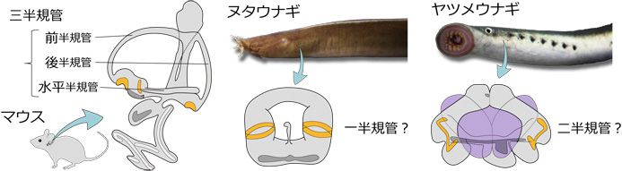 脊椎動物の半規管の進化 脊椎動物の共通祖先の内耳は 思いのほか複雑だった Research At Kobe