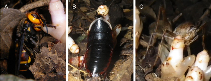 スズメバチ ゴキブリやカマドウマは花粉媒介者として働く 嫌われものたちの意外な役割を解明 Research At Kobe