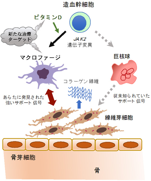 ビタミンdとマクロファージが骨髄線維症を進展させることを発見 Research At Kobe