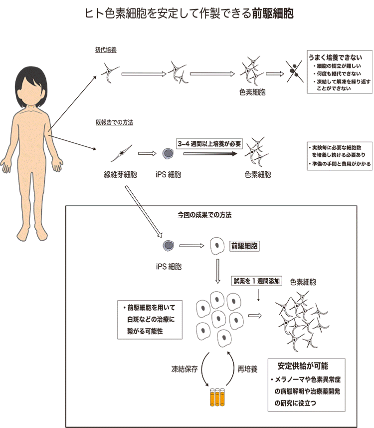 ヒトips細胞から色素前駆細胞の作成に世界で初めて成功 タイムリーに必要量の色素細胞を容易に得られ 色素異常などの難病や皮膚がんの研究に有用 Research At Kobe