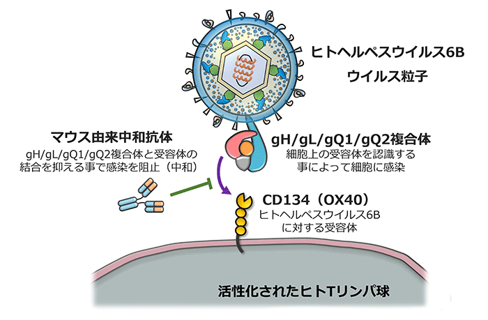 ウイルス キメラ 欧州のウイルス専門家、新型コロナウイルスに「消すことのできない人工的痕跡」