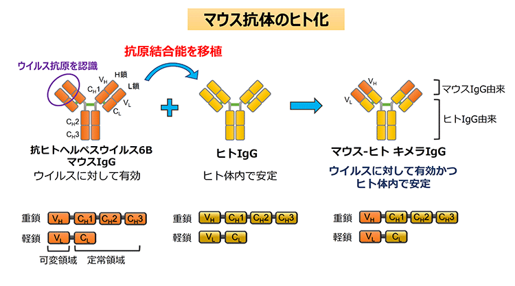 キメラ ウイルス