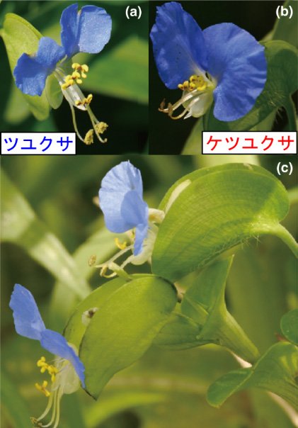 共存困難とされる在来近縁植物ツユクサとケツユクサの新たな共存メカニズムを提案 Research At Kobe