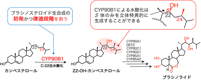 植物ホルモンの生合成の鍵となる酵素の立体構造を解明 Research At Kobe