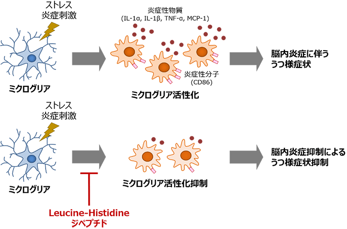 脳内炎症を抑制し うつ様行動を改善するペプチドを発見 Research At Kobe