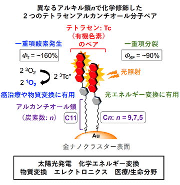 吸収した光子を2倍の励起子へ変換 金ナノクラスター表面上の有機単分子膜で高効率エネルギー変換に成功 Research At Kobe