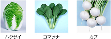 アブラナ科野菜の開花を制御するメカニズムを解明 Research At Kobe