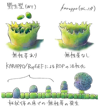 コケ 植物 特徴