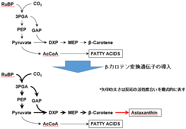 非メバロン酸経路