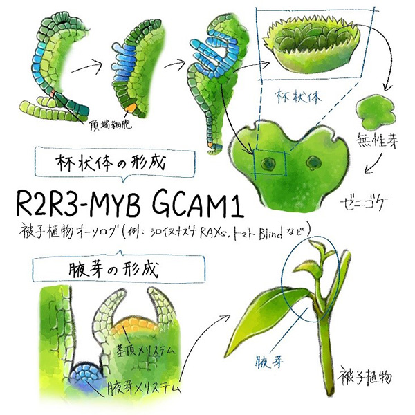 無性芽