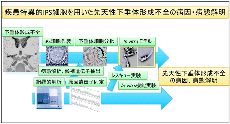世界初 ヒトips細胞を用いた下垂体疾患モデル作製に成功し発症メカニズムを解明 Research At Kobe