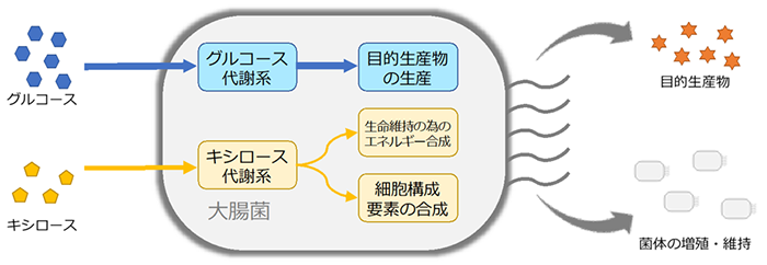 ムコン酸