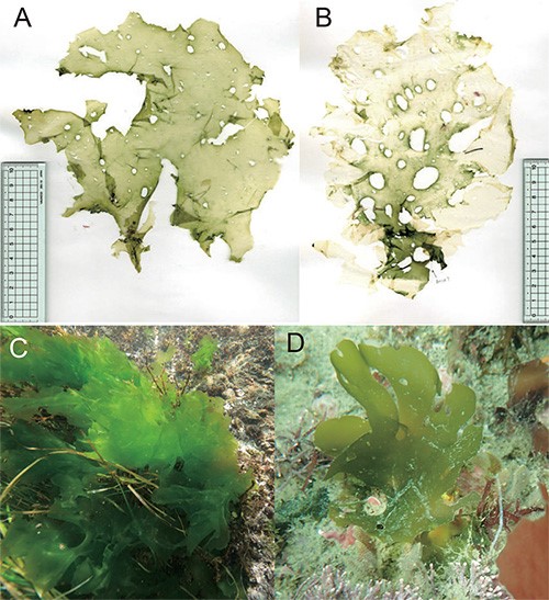 緑藻に新属ボニンアオノリ属を設立 ~ Ryuguphycus “竜宮の藻 ...