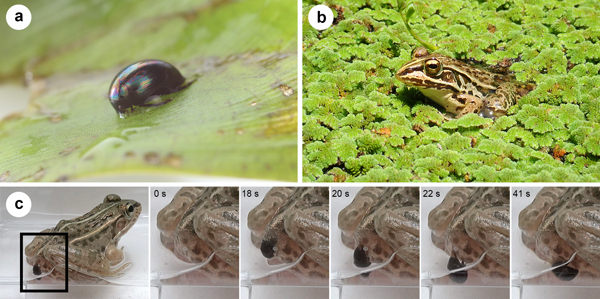 カエルに食べられてもお尻の穴から生きて脱出する昆虫を発見 Research At Kobe
