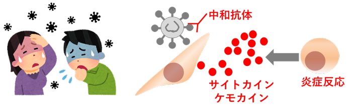 ストーム 人 やすい サイトカイン なり