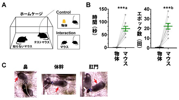 社会行動に関わる脳細胞 ソーシャルセル を同定 Research At Kobe