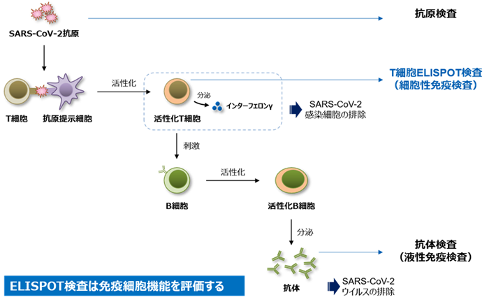 日本 人 コロナ 免疫