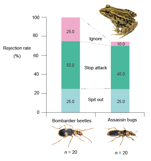 Bombardier vs. assassin mimetic interactions via a shared enemy