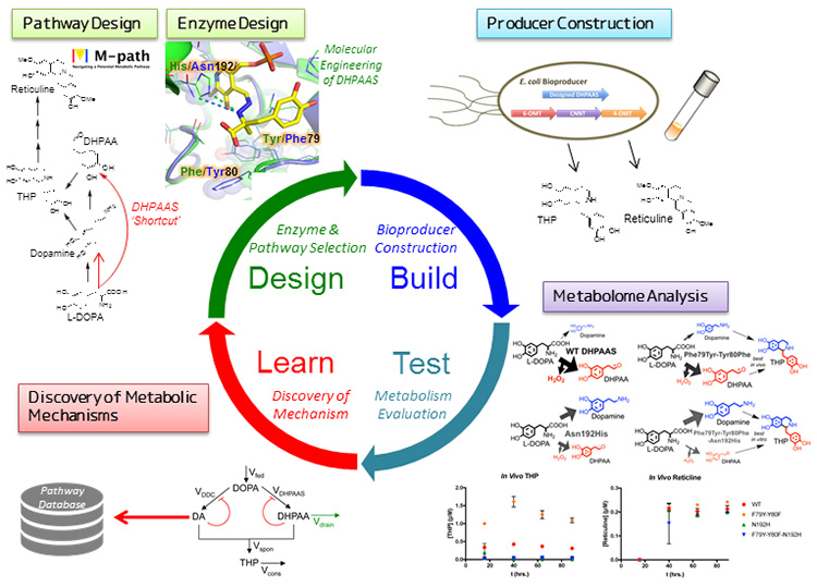 Cell architects engineered “smart cells” improve production of