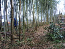 学生による里山保全 ( 竹林 ) の実践