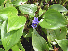 水田植物