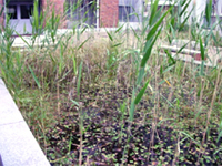 水系の植物