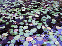 水系の植物